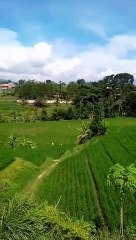 Suasana desa yang sejuk