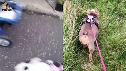 PetBuds Best No-Pull Dog Harness 2024  Heavy Duty Dog Leash  Best Dog Harness UK