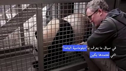 حيوانا باندا عملاقان يصلان الولايات المتحدة بعد رحلة طويلة من الصين