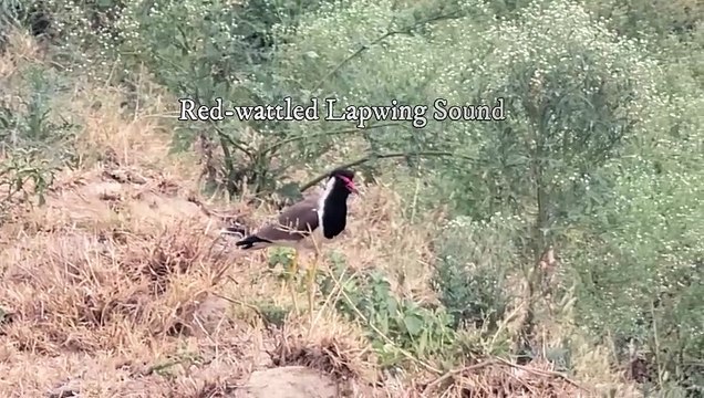 Red-wattled Lapwing Sound