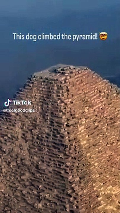 Cane sulla cima della Grande Piramide di Giza? Come ci è finito? "Abbaiava agli uccelli". Il VIDEO