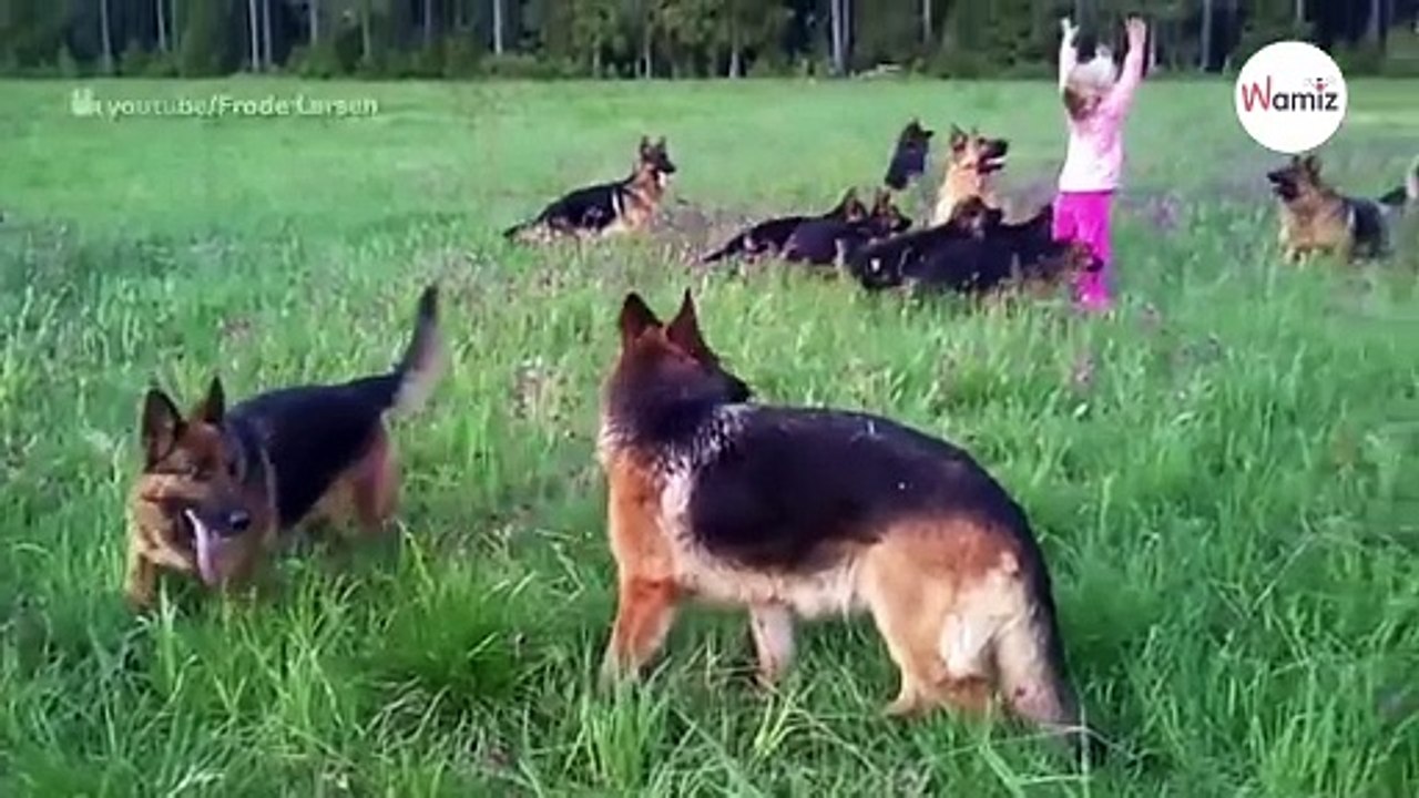 Kleines Mädchen trifft im Wald plötzlich auf ein wildes Schäferhund-Rudel (Video)