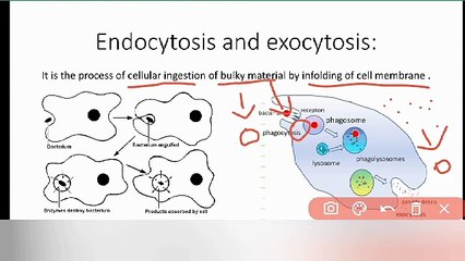 Endocytosis and exocytosis class 9 Biology in Urdu /in Hindi | Lec #27 | cells and tissues | chp#4