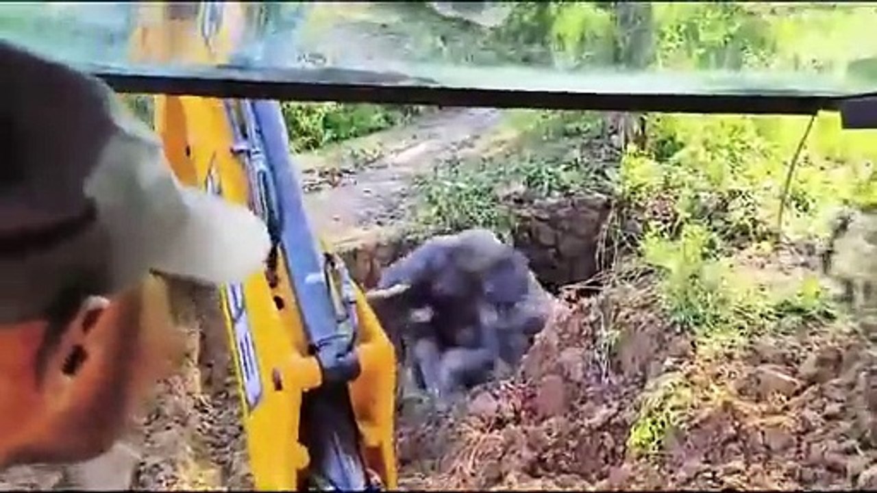 Sauvetage d'un éléphant coincé dans un trou...
