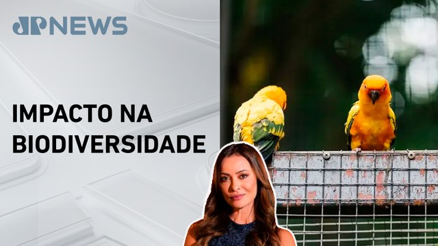 Quase metade das espécies de aves do mundo é comercializada; Patrícia Costa comenta