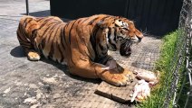 Ne jamais embêter un tigre qui mange... Risqué