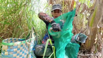 Thăm bẫy rắn trúng lớn toàn là hàng khủng Giant Snake