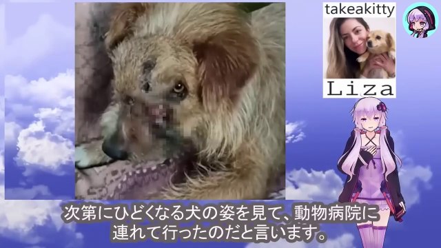 恐ろしい犬を見た獣医師は、安楽死を勧めましたThe vet, seeing the terrified dog, recommended euthanasia.