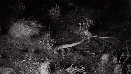 Bobcat vs. Rat: Nature’s Funny Chase Up Close