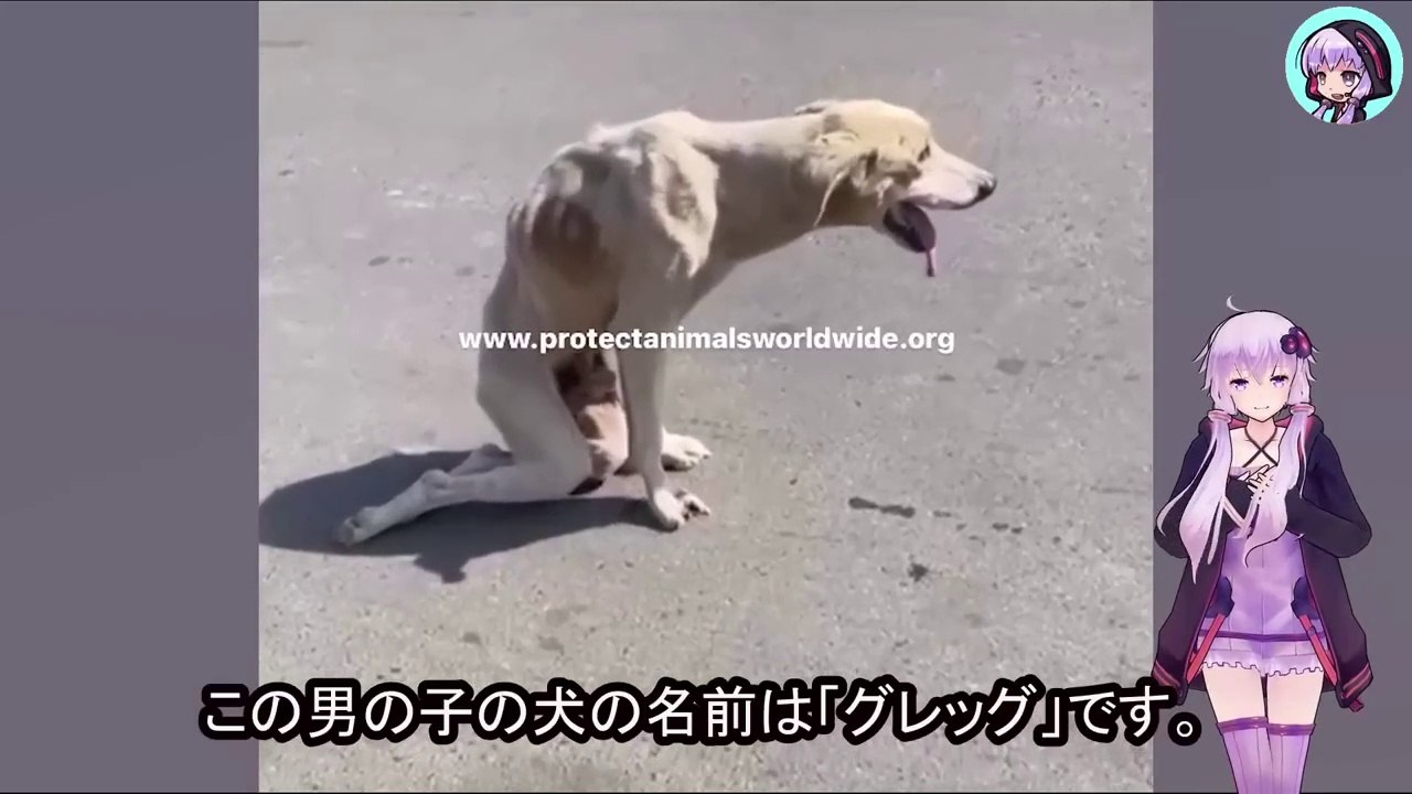 灼熱地獄のアスファルト、傷つけられ足を引きずった犬を、誰も助けようとしませんでしたOn the scorching hot asphalt, no one tried to help the injured dog, who was limping.