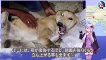犬はアゴを粉々に砕かれたまま助けられることもなく路上に放置されていましたThe dog was left on the street with its jaw smashed to pieces and no one to help it.