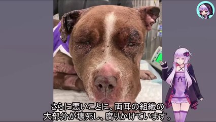 終わりのない闘犬の攻撃に耐えさせられ、役に立たないと捨てられた犬Dogs forced to endure endless dogfights and then abandoned as useless