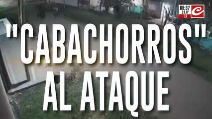 "Cabachorros" al ataque: le robaron a una pareja y escaparon al galope