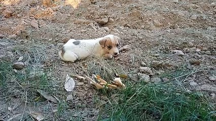 Cute Puppies On The Street. Like the Video If You Are a Pet Lover