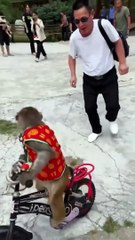 Funny Monkey Cycling #short videos #funny #monkeyfunny