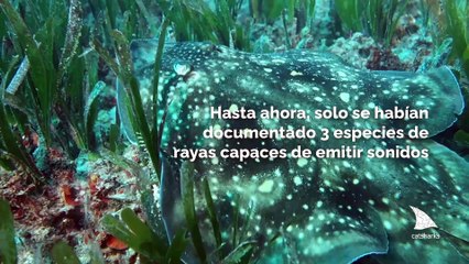Se descubren rayas produciendo sonidos en el Mar Mediterráneo