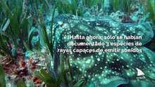Se descubren rayas produciendo sonidos en el Mar Mediterráneo