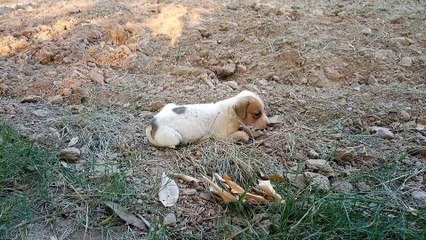 Little Cute Puppies On The Street| Share This Video If You Are A Pet Lover