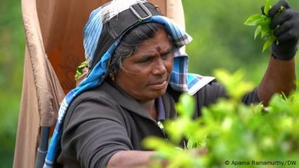 Sri Lanka's Tamil tea pickers struggle for rights