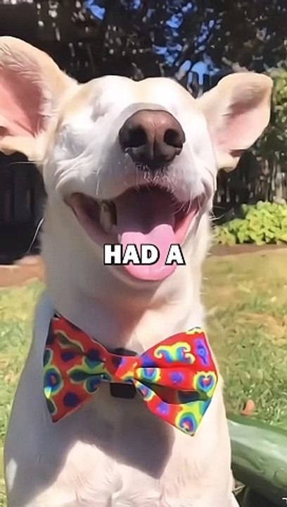 NEW EYES FOR DOG! #pets #dogowner #animalstories #cute #dogs