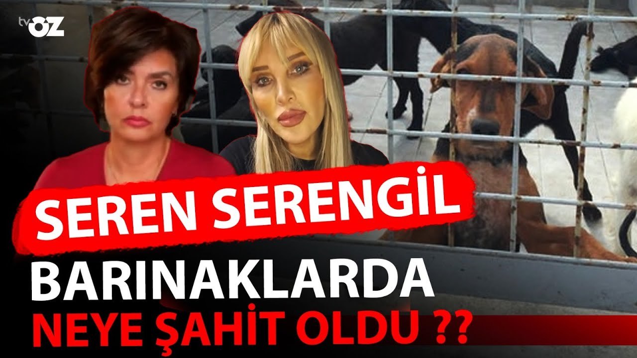 SEREN SERENGİL BARINAKLARDA NEYE ŞAHİT OLDU ??