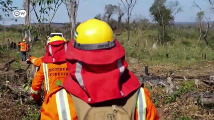 How fires are destroying Bolivias forests  DW Documentary_720p