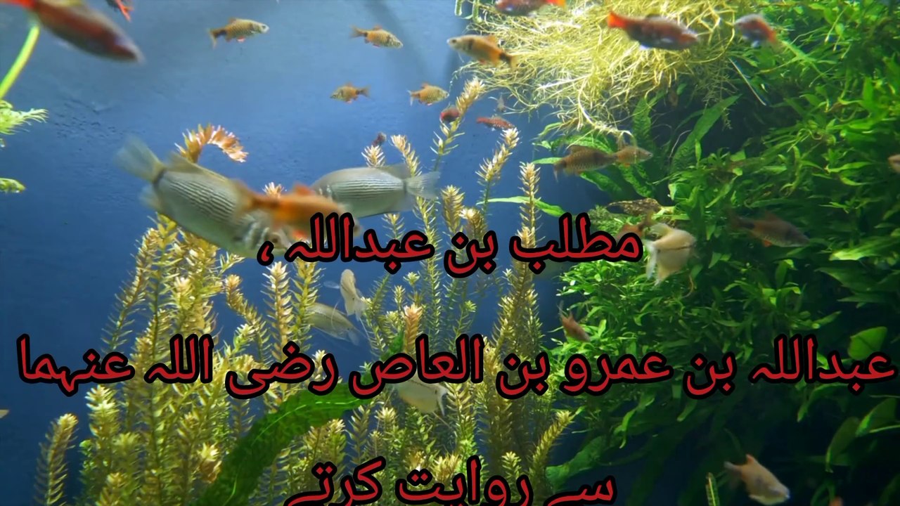 Al silsila SAHIH | Hadees e Nabvi