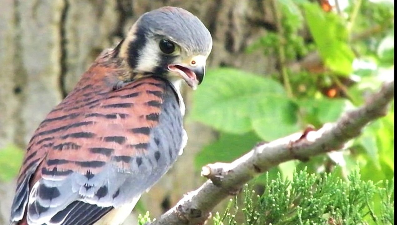American Kestrel Call | American Kestrel Sound | American Kestrel Voice