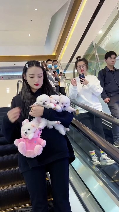 Why the public is obsessed with these Pomeranian puppies _pomeranian _pets.