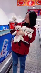 Cute and funny little Pomeranian 3_pomeranian.