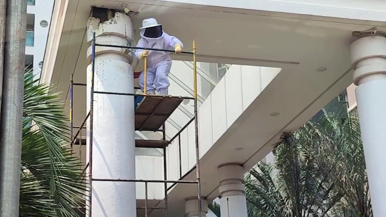 Defesa Civil retira enxame perigoso de abelhas em edifício no Centro