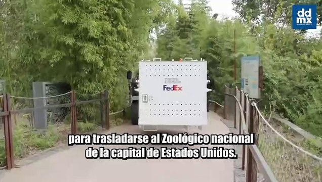 Dos pandas gigantes enviados por China llegaron al Zoológico Nacional de Washington