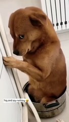 dog funny reels video Tamil funny video status  trending reel video  comedy status