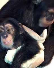 Limbani and Vali meet for the very first time. He was four and a half months old.