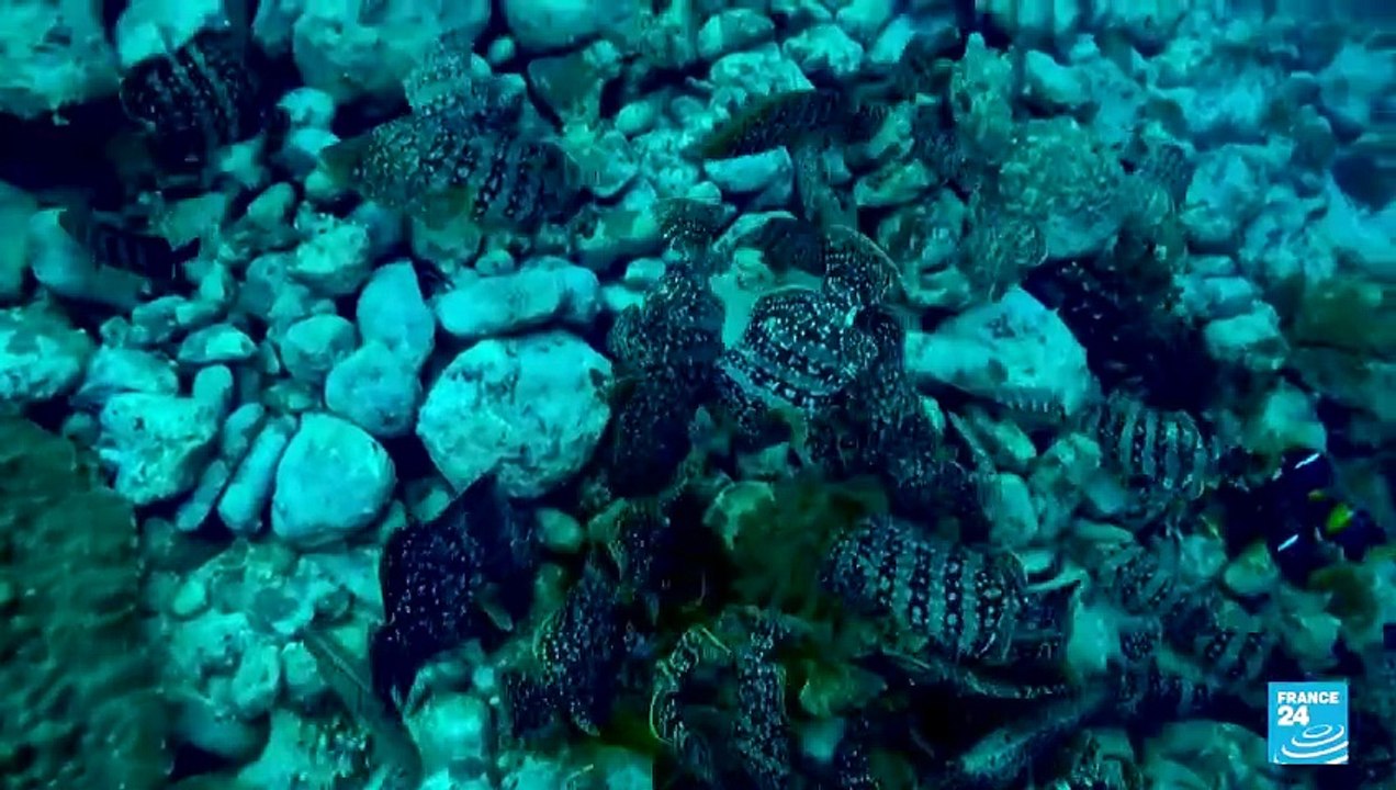 Protección de especies en peligro de extinción en el Pacífico colombiano, punto central en la COP16