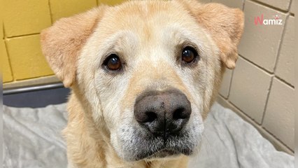 Adopté et abandonné 7 fois, ce chien a enfin eu un peu de chance