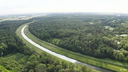 Alemania: Cómo los árboles ayudan a mitigar las inundaciones