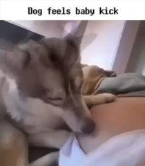 Dogs are just so sweet.❤️