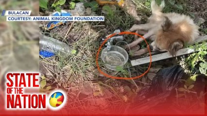Aso na naka-dextrose, natagpuang nakasilid sa garbage bag sa basurahan | SONA