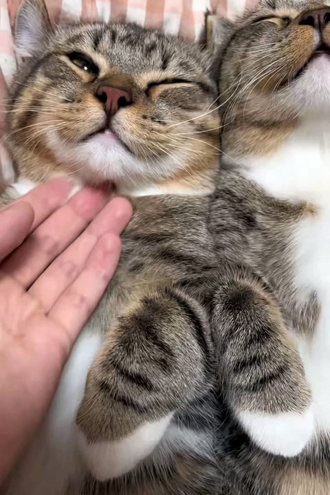 Funniest animals | cute animals | #animals #cuteanimals #funniestanimals #funnyanimals