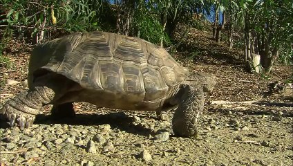 These Specific Tortoises Do Not Make Great Pets