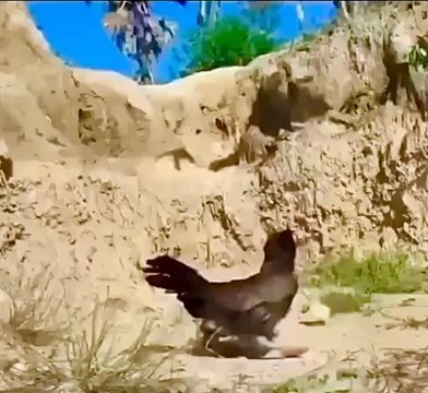 L'instinct de survie, on le sait, est dispensateur de talent : il est plus fort que tout !!! #instinctdesurvie #instinct