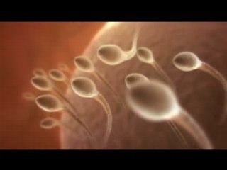 Gentil uomini si nasce !