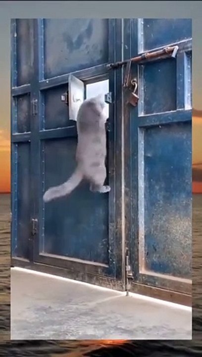 smart Cats