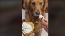 La cara de este Golden Retriever al ofrecerle helado demuestra por qué es uno de los perros más inteligentes