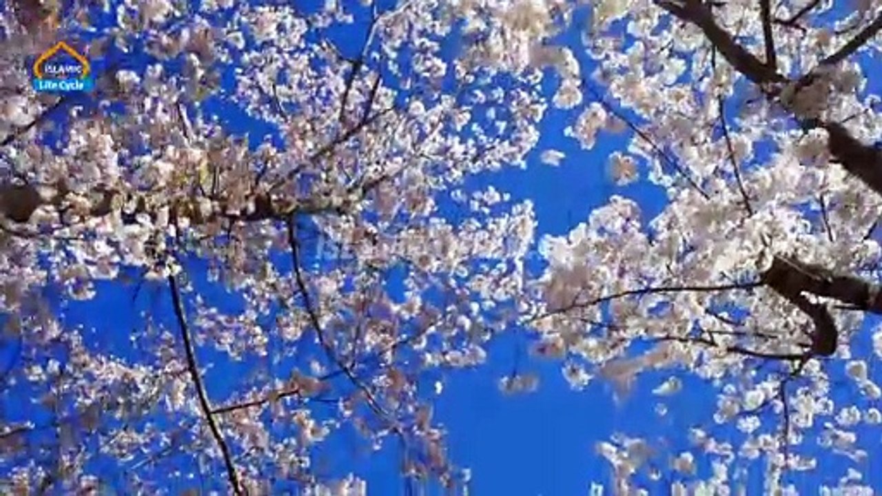 Hazrat Muhammad saw Ko Qatal Karne Ki Sazish Ke Waqiyat _ Islamic Stories _ Islamic LifeCycle