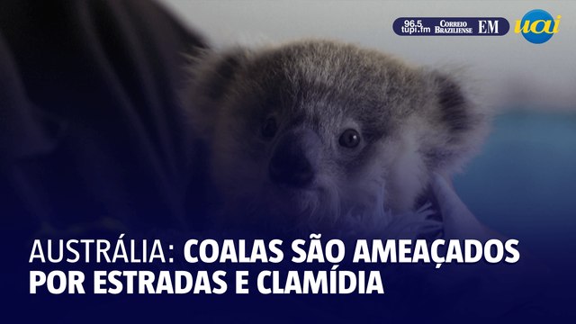 Coalas são ameaçados por estradas e clamídia na Austrália