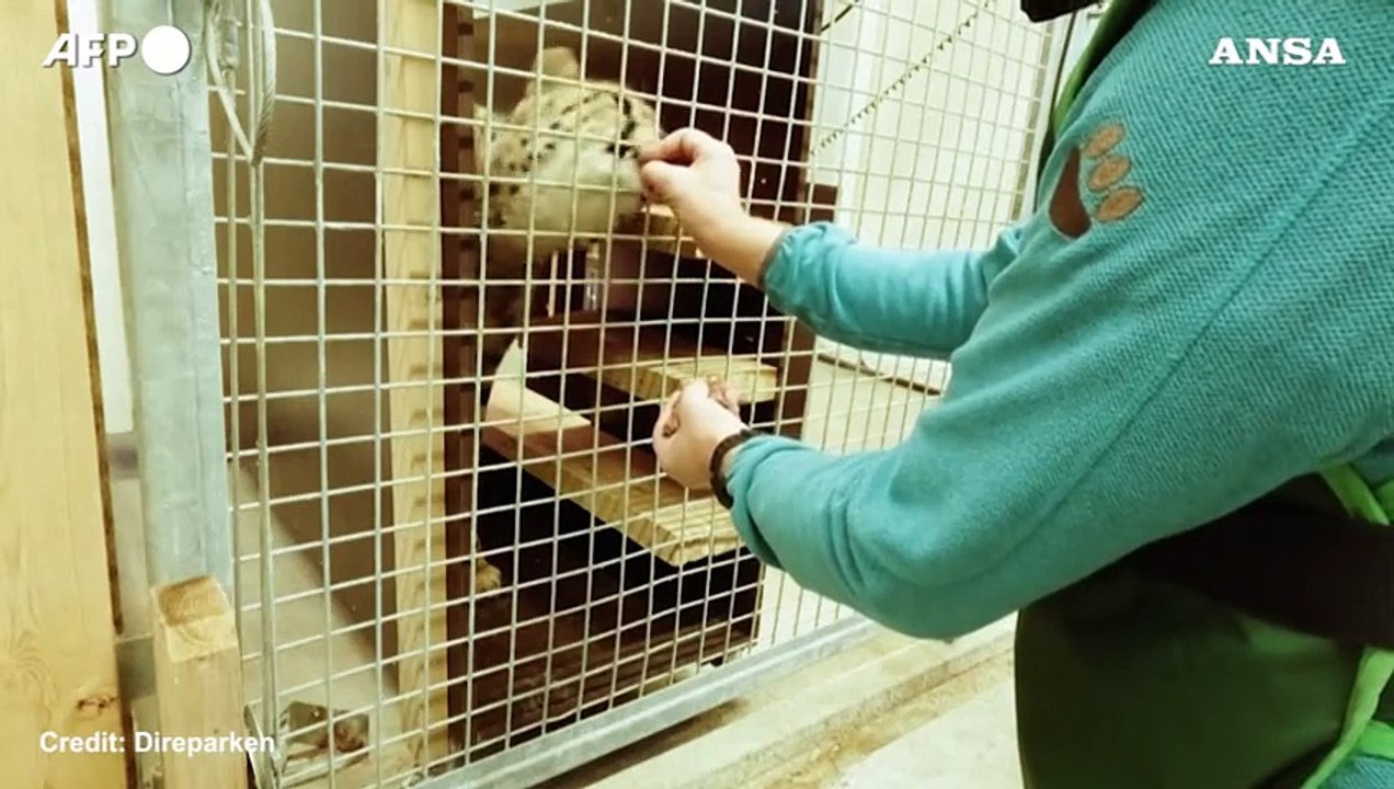 Norvegia, quattro cuccioli di ghepardo nati nel...