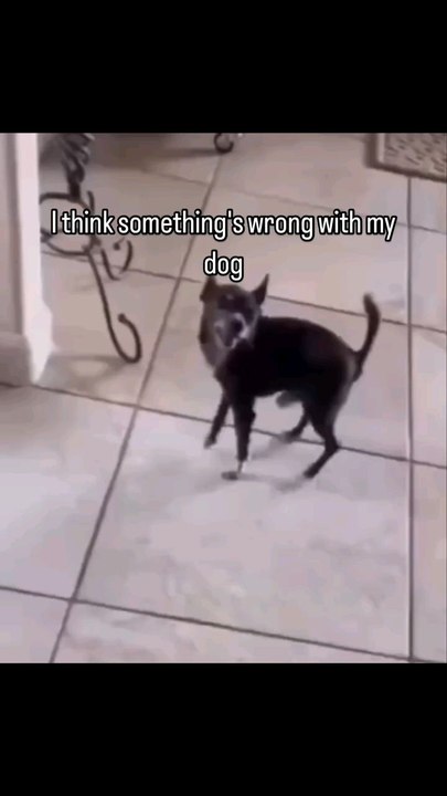 funny videos