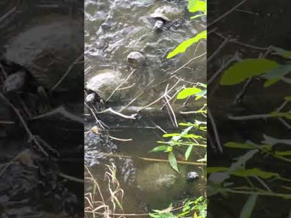 Kid Gets Excited to See Turtles